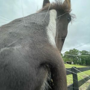 Meet your Posher, Ebony